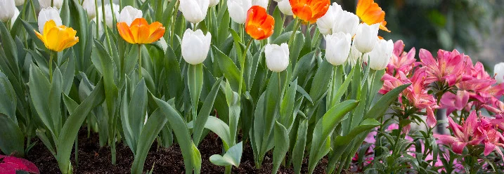 Rote und weiße Tulpen in einem Topf